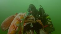 Mensch vs. Krake – Kanada - Phil Nuytten mit einem pazifischen Riesenkraken.