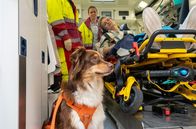 In aller Freundschaft – Laurenz Beninger (Hannes Linder) wird vom Rettungsteam (Komparsen) gemeinsam mit seinem Hund eingeliefert. Balu ist eigentlich Epilepsiewarnhund, doch dieses Mal hat er nicht gewarnt.