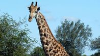 Wildtiere vor der Kamera – Giraffe