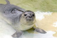 Zoobabies – Ein Seelöwen-Junges im Zoo Berlin.