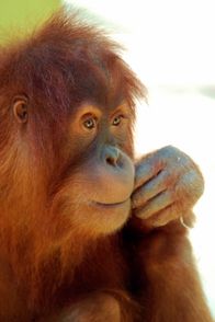 Nashorn, Zebra & Co. – Orang-Utans sind Bastler. Weiteres Bildmaterial finden Sie unter www.br-foto.de.