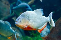 Tierische Freaks – Nur im Schwarm wird der Piranha zum gefürchteten Jäger. Im Alleingang ist er seinen eigenen Fressfeinden schutzlos ausgesetzt.