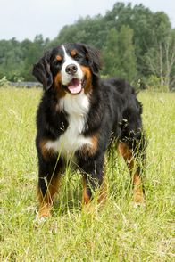 Löwenzähnchen – Berner Sennenhund Keks ist für sein nächstes Abenteuer bereit. Mal sehen, wen er heute trifft?