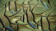 Die Aquarium-Profis – Do, 10.10., 08:50 Uhr