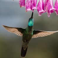 Der Kolibri-Effekt – Glitzerbrillant-Kolibris gehören zu den größeren Arten - hier ist einer im Anflug auf Blüten, die ein Nektar-Festmahl versprechen.