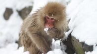 Wilde Inseln – Im Winter müssen die Affen im tiefen Schnee nach ihrer Nahrung graben, wie Pilzen, Nüssen und Samen.