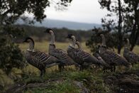 Wildes Hawaii – Standort: Feld an der Saddle Road, Big Island, Hawaii: Eine Schar von Nene - endemische hawaiianische Gänse - auf der Big Island. In den 1950er Jahren gab es weniger als 30 Nene. Heute sind es etwa tausend.