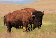 Wildes Mexiko – Janos, Chihuahua, Mexico - Big male Bison re-introduced into the Chihuahuan region of Northern Mexico.