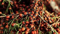 Tierische Freaks – Red Ladybugs on a plant stem.