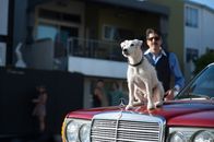 Once Upon a Time in Venice – Als sein Hund Buddy von einer Gangsterbande gestohlen wird, setzt Privatdetektiv Steve Ford (Bruce Willis) alles daran ihn zurückzubekommen und geht einen halsbrecherischen Pakt mit Drogenboss Spider ein.