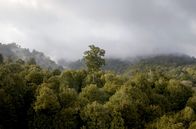 Neuseeland - Wald der Riesen – Es dauert lange, bis ein Baum wie dieser seine Größe und sein Alter erreicht hat. In einem Wald ohne ausgewachsene Bäume wäre die Biodiversität nicht vollständig.