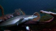 Shark vs Predator – Vancouver - Oktopus vs. Dornhaihai (National Geographic)