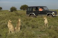 Kampf der Raubkatzen - Löwe gegen Gepard – Three cheetahs stare at Craig's car.