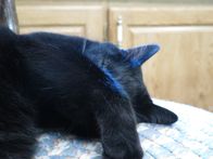 Der unglaubliche Dr. Pol – Die Klinikkatze Tater wird beim Schlafen erwischt. (National Geographic/Justin Jones)