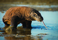 Planet Erde II – Die Insel Komodo in Indonesien ist die Heimat der Komodowarane. Sie sind die größten lebenden Eidechsen auf unserem Planeten. Drei Meter lang mit massigen 70 Kilogramm. Es ist ungewöhnlich, so große Räuber auf einer so kleinen Insel zu finden.