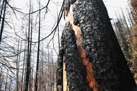 Einstein – Einstein Ein Jahr nach dem Waldbrand von Bitsch: Der Neustart ist gefährdet Wie geht es dem Wald von Bitsch im Wallis ein Jahr nach dem verheerenden Waldbrand? Copyright: SRF