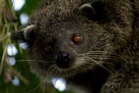 Wilde Inseln – Der Palawan-Binturong, lebt nur auf dieser Insel.