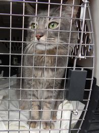 Der Katzenflüsterer – Twinkle in a cat carrier.