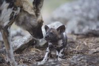 Tierisch gute Eltern – Mutter Wildhund und einer ihrer Welpen beschnuppern einander.
