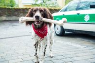 Hubert und Staller – Hund Amarillo mit seinem ungewöhnlichen Fund.