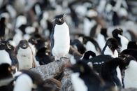 Wilde Inseln – Für Felsenpinguine ist die Wanderung zu den hoch gelegenen Nistplätzen während der Aufzucht der Jungen eine tägliche Herausforderung.
