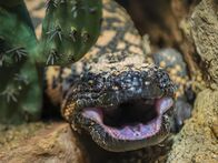 Animal Fight Club – Gila Monsters can take in over three times as much oxygen as other lizards, meaning that they can fight intensively for longer.