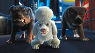 Tierisch wild – Vicious Dogs and Poodle wild.