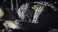 Am Strand der Jaguare – Ein Jaguar beim Schildkröten-Festmahl