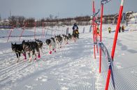 GEO Reportage – Beim Finnmarkslauf, dem längsten Hundeschlittenrennen Europas, geht es 1.200 Kilometer durch Lappland.