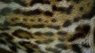 Wildes Peru – Tambopata, Madre De dios, Peru - Ocelot fur pattern.