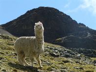 GEO Reportage – Alpakas sind den Lebensbedingungen in über 5.000 Meter Höhe hervorragend angepasst. Ihre dichte Wolle wärmt im Winter und kühlt im Sommer.