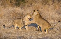 Animal Fight Club – Lions play-fighting in Africa. Lions are the largest predators in Africa.