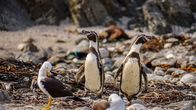 Wildes Peru – Do, 11.09., 17:15 Uhr