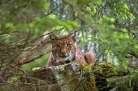 Luchs – Luchse sind für das Gleichgewicht des Ökosystems Wald unverzichtbar, doch durch das Eingreifen des Menschen in die Natur ist die Art nach wie vor stark bedroht.