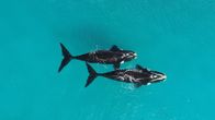 Australiens wilde ... – Wale sind Herdentiere – sie schwimmen, singen und jagen gemeinsam.