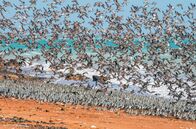 Australiens wilder Westen – Während der Koolawa-Phase wird das Watt an der Küste der Kimberley-Region zum wichtigen Rastplatz für Zugvögel. Hier, in einer der nährstoffreichsten Küstengebiete der Welt, fressen sie sich die Energiereserven für ihre langen Flüge an.