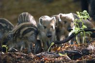 Wilde Tierkinder – Wildschweine wurden im 18. und 19. Jahrhundert in Dänemark ausgerottet. 1926 siedelte man sie in den Wäldern von Lille Vildmose wieder an.