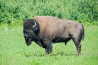 Wildes Kanada – Bison from Elk Island National Park in Alberta, Canada