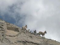 Tierische Freaks – For some animals, mind-altering drugs are life-threatening. Nibble bighorn sheep live comfortably at dizzying heights in the Canadian Rockies, but something growing on the rocks here can really shorten a bighorn's lifespan.