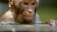 Primaten – Ein verehrter, wilder Rhesusaffe (Macaca mulatta) taucht aus einem Schwimmbecken, das speziell für seine Gruppe in Khatmandu, Nepal, gebaut wurde.