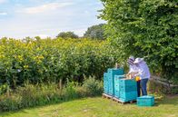 Re: – Als Energiepflanze zur Gewinnung von Bioenergie ist die Durchwachsene Silphie eine bessere Alternative zum Mais. Ein weiterer Pluspunkt: Sie bietet Lebensraum für Bienen und andere Insekten.