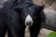 Zoogeflüster – Heidirose explores the sloth bear exhibit for the first time.