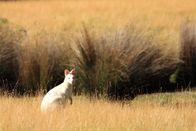 Tasmanien - Eine Insel steht Kopf – Auf Bruny Island gibt es eine Population seltener Albino Wallabys. Experten vermuten, dass sie auf der Insel überleben, da es keine großen Raubtiere gibt.
