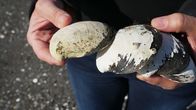 Golfstrom - Der große Fluss im Meer – Islandmuscheln können über 600 Jahre alt werden und geben Aufschluss über das Klima der letzten Jahrhunderte.