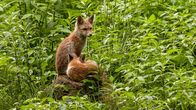 Der Harz – Junge Füchse warten auf die Eltern, die Futter bringen.