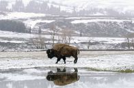 Yellowstone - Park der Extreme – Das Leben geht weiter, wenn der Schnee schmilzt.