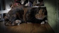 Der Katzenflüsterer – Fr, 26.08., 06:00 Uhr