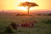 Wilde Tierbabys – Sonnenaufgang im Mara Conservancy in Kenia. Die zwölf Wochen alten Zwillingsschwestern Bisque und Chowder mit ihrer Mutter Soup.