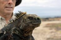 Tierische (R)Evolution – Die von den Galápagos-Inseln stammenden Meerechsen beschrieb Charles Darwin als „eine hässliche, schmutzig schwarze Kreatur, dumm und ungeschickt“.