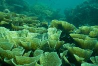 One Strange Rock - Unsere Erde – Kabalutan, Central Sulawesi, INDONESIA - Beautiful reefs make up the traditional hunting grounds of the Bajau Laut.